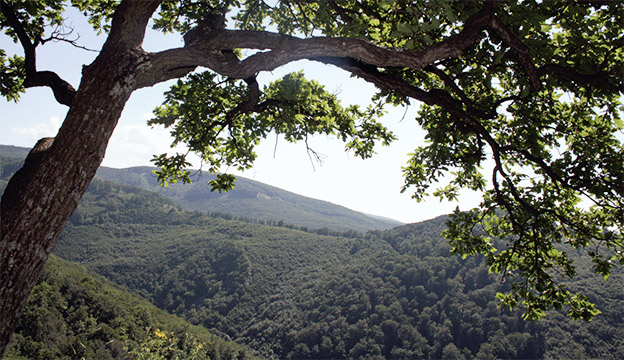 Barangolás a végtelen erdők vidékén Barangolás a végtelen erdők vidékén