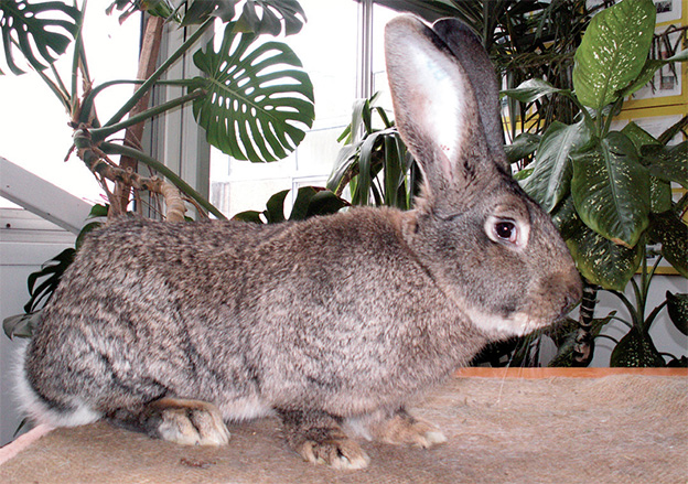 Hányszor fialtassuk anyanyulainkat? – Tenyésszünk magyar óriásnyulat! (1. rész) Hányszor fialtassuk anyanyulainkat? – Tenyésszünk magyar óriásnyulat! (1. rész)