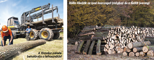 Félszázból a legszebbet Félszázból a legszebbet