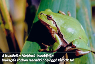 A levelibéka hímjének toroktájéka brekegés közben rezonáló hólyaggá fúvódik fel A levelibéka hímjének toroktájéka brekegés közben rezonáló hólyaggá fúvódik fel