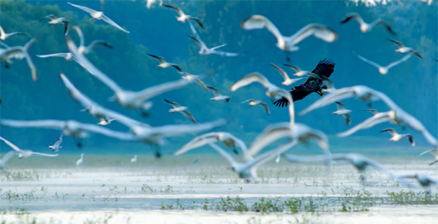 Egy fotós, egy kép, egy történet - Molnár Péter: Riadt menekülés Egy fotós, egy kép, egy történet - Molnár Péter: Riadt menekülés
