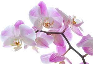 orchidea virágzat