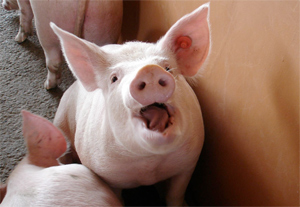 Mélyponton van a malac ára