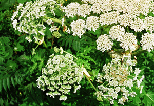 kaukázusi medvetalp