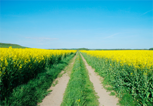 Késik a repce vetése