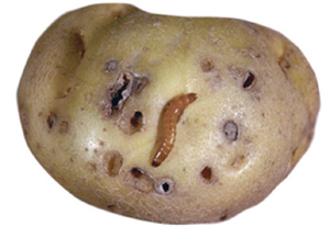 Pusztító drótférgeknek ellenálló burgonya