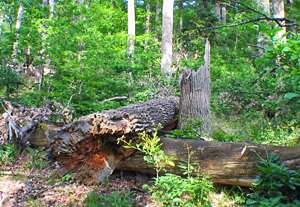 Az erdők sokszínű élővilágának megőrzésében a holt fák is szerepet játszanak