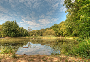 Az erdészek természetvédő munkájának eredménye a Bajdázói- tó Királyréten