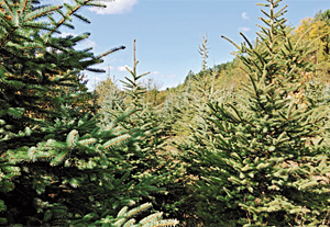 Hol születik a karácsonyfa?