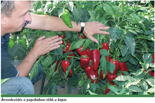 Átrendeződés a paprikában: több a kápia