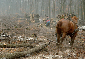 A lovakra a jövőben is szükség lesz az erdőben