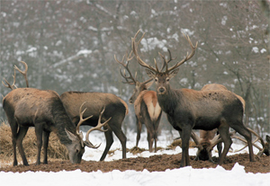 Etetett vad, gondos erdészek, megújuló erdők