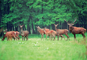 „Somogyország” zöld szíve
