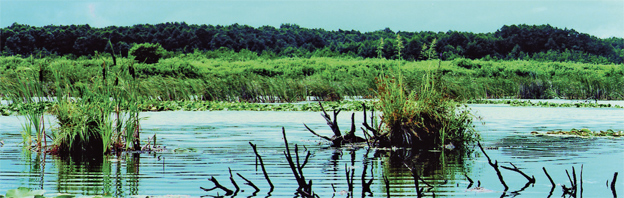 „Somogyország” zöld szíve