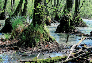 „Somogyország” zöld szíve