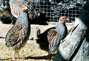 Miért tartsunk szürke foglyot?