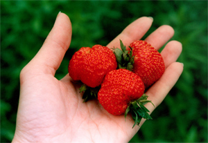 eper, kertészet, kert, gyümölcs, zöldség, fagy, eső, fagykár