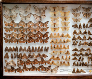 Szövőlepkék az ERTI rovargyűjteményéből