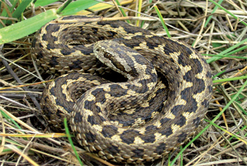 rákosi vipera