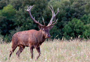 Ritkaságok, értékek a somogyi erdõkben