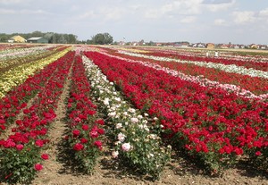 Hétvégén mindenképp látogasson el a rózsa fellegvárába