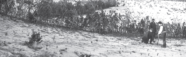 Homokfásítás Delibláton