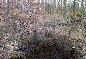 Szomorú látvány, komoly gazdasági kár