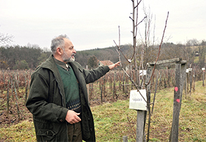 Gyümölcsfamentő erdész