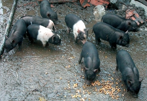 Vietnámi malac