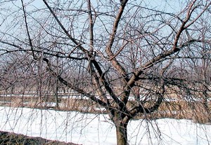 gyümölcsfa télen