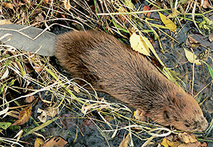 Hódítanak a hódok