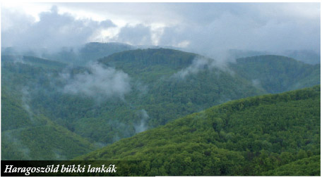 Barangolás a végtelen erdők vidékén
