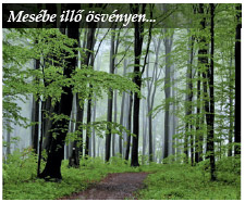 Barangolás a végtelen erdők vidékén