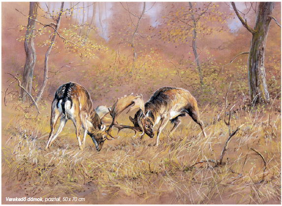 Erdei tárlat – Valaczkai Erzsébet