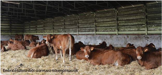 Harminc tehéntől hatszáz utód – Embriókihelyezés
