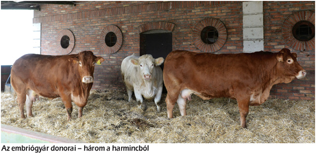 Harminc tehéntől hatszáz utód – Embriókihelyezés