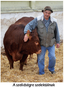 Harminc tehéntől hatszáz utód – Embriókihelyezés