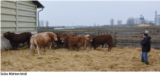 Harminc tehéntől hatszáz utód – Embriókihelyezés