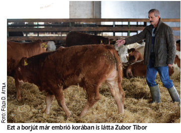 Harminc tehéntől hatszáz utód – Embriókihelyezés