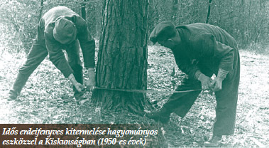 Idős erdeifenyves kitermelése hagyományos eszközzel a Kiskunságban (1950-es évek