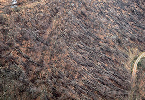 Jégkár és következményei