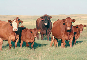 Börtönfarm 