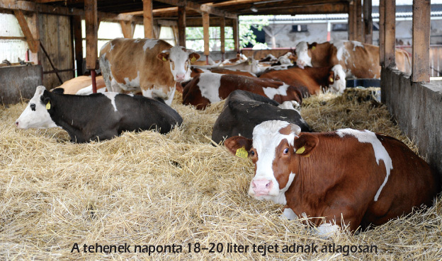 A tehenek naponta 18–20 liter tejet adnak átlagosan