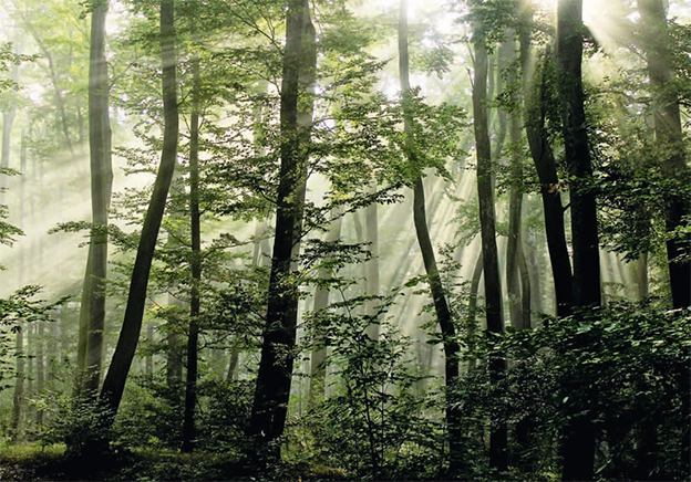 Biró Lóránt - Ébred az erdő