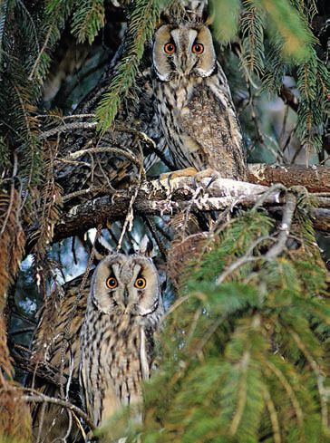 Nagy Edina - Fülesbaglyok őrségben