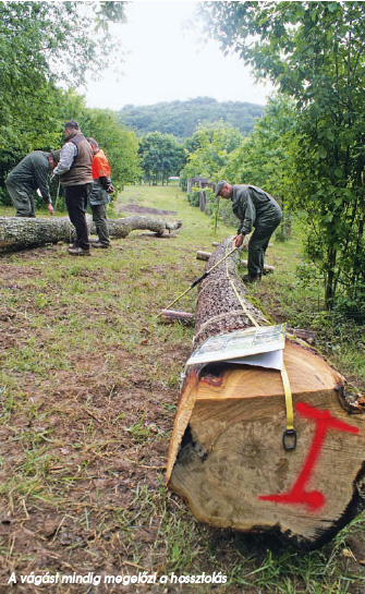 Félszázból a legszebbet