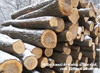 Félszázból a legszebbet