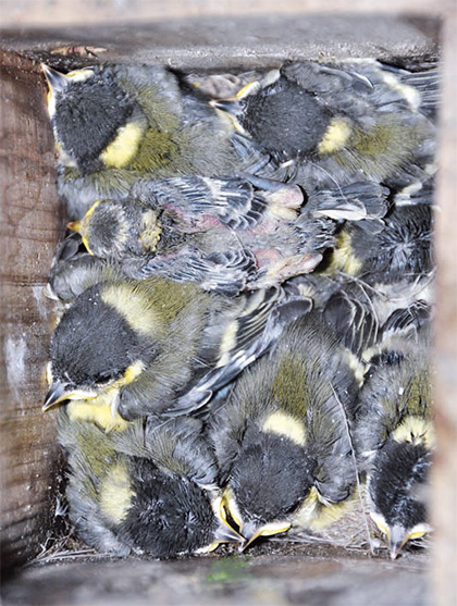 Andrési Pál: Csodafióka