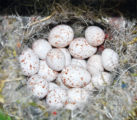 Andrési Pál: Csodafióka