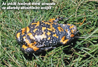 Az unkák hasának élénk színezete az ellenség elriasztására szolgál